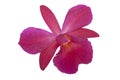 Single Isolated Mauve Orchid with Yellow Striped Center