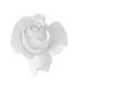 Monochrome rose blossom with rain drops, fine art still life on white background and detailed texture Royalty Free Stock Photo