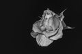 Single isolated monochrome white veined rose blossom macro