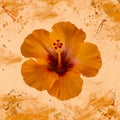 Orange hibiscus blossom with droplets macro on watercolored splattered background