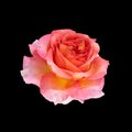 Single orange pink rose blossom with rain drops on black background Royalty Free Stock Photo