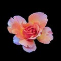 Single isolated orange pink yellow rose blossom on black back Royalty Free Stock Photo