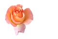 Orange pink yellow rose blossom with rain drops, fine art still life on white background and detailed texture Royalty Free Stock Photo