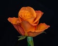 D orange rose blossom, green leaves, stem, on black background