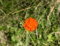 Single isolated Pilosella aurantiaca also known as fox-and-cubs or orange hawk bit Royalty Free Stock Photo