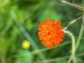 Single isolated Pilosella aurantiaca also known as fox-and-cubs or orange hawk bit Royalty Free Stock Photo