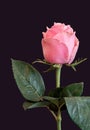 Single isolated pink red rose with leaves on dark violet background Royalty Free Stock Photo