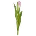 Single isolated pink tulip. EPS 10 Royalty Free Stock Photo