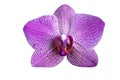 Single isolated of purple violet of phalaenopsis orchid flower white background Royalty Free Stock Photo