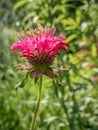 Single isolated red monarda fistulosa, the wild bergamot or bee balm flower on a field Royalty Free Stock Photo