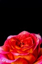 Red orange pink rose blossom with rain drops on black background Royalty Free Stock Photo