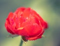 A single isolated red rose bud about to bloom with dew drops in blurred garden backdrop Royalty Free Stock Photo