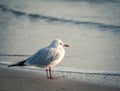 Single isolated seagull bird on the beach of the Black Sea Royalty Free Stock Photo
