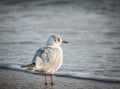 Single isolated seagull bird on the beach of the Black Sea Royalty Free Stock Photo