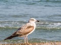 Single isolated seagull bird on the beach of the Black Sea Royalty Free Stock Photo