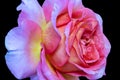 Violet orange pink rose blossom with rain drops on black background Royalty Free Stock Photo