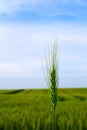 Single and wheat with wheat field in background