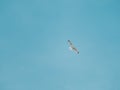 Single isolated white bird seagull flying with wide spread wings Royalty Free Stock Photo