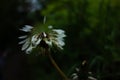 an single isolated white dandelion seed d Royalty Free Stock Photo