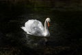 A single  white Swan on the River Lathkill, Peak District, Derbyshire Royalty Free Stock Photo