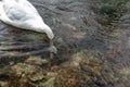 A single isolated white Swan on the River Lathkill, Peak District, Derbyshire Royalty Free Stock Photo