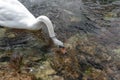 A single  white Swan on the River Lathkill, Peak District, Derbyshire Royalty Free Stock Photo