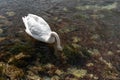 A single  white Swan on the River Lathkill, Peak District, Derbyshire Royalty Free Stock Photo