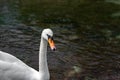 A single isolated white Swan on the River Lathkill, Peak District, Derbyshire Royalty Free Stock Photo