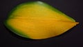 Single isolated yellow green orchid leaf on black background. Suitable for flower background wallpaper.