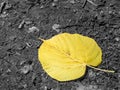 Single isolated yellow leaf on the ground. Selective color effec Royalty Free Stock Photo