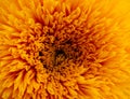 Single isolated yellow orange sunflower Teddy Bear, blossom heart macro Royalty Free Stock Photo