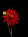 Floral fine art still life detailed color macro flower image of a single isolated blooming red dahlia blossom with bud on black