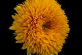 Single isolated yellow orange sunflower Teddy Bear, blossom macro on black Royalty Free Stock Photo