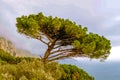 Single Italian Mediterranean conifer pine wood tree Pinia Pinus on the mountain rock standing alone Royalty Free Stock Photo