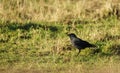 Single Jackdaw Corvus monedula