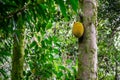 Single jackfruit Artocarpus heterophyllus fruit growing on a tree on Mahe Island, Seychelles Royalty Free Stock Photo