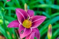 Purple daylily with japanese beetle