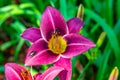 Purple daylily with japanese beetle