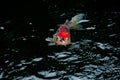 Japanese bright orange red carp fish in sacred pond