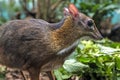 Single Java mouse-deer in a zoological garden terrarium