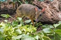 Single Java mouse-deer in a zoological garden terrarium