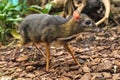Single Java mouse-deer in a zoological garden terrarium