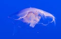 Single jelly fish in deep blue water Royalty Free Stock Photo