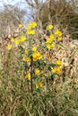 Single Jerusalem artichoke or Helianthus tuberosus plant with multiple bright yellow fully open flowers planted in local field in Royalty Free Stock Photo