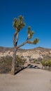 Joshua Tree on Arch Rock Nature Trail in Joshua Tree National Park Royalty Free Stock Photo