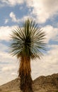 Single Joshua Tree Royalty Free Stock Photo