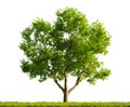 Single Juglans Regia tree in the middle of a grassy field on white transparent background. 3D rendering illustration