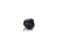 Single juicy blueberry with a stem isolated on a white background