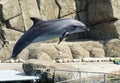 Single jumping bottlenose dolphin Royalty Free Stock Photo