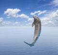 Single jumping dolphin Royalty Free Stock Photo